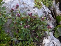 Anchusa variegata 9, Saxifraga-Ed Stikvoort