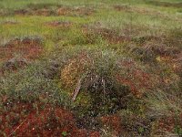 Andromeda polifolia 10, Lavendelhei, Saxifraga-Hans Boll