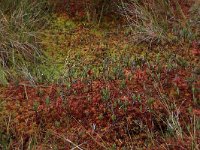 Andromeda polifolia 3, Lavendelhei, Saxifraga-Hans Boll