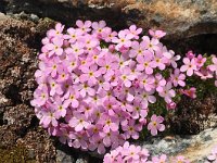 Androsace alpina 16, Saxifraga-Harry Jans