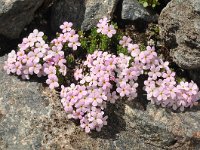 Androsace alpina 18, Saxifraga-Harry Jans