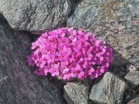 Androsace alpina 19, Saxifraga-Harry Jans