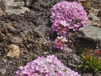 Androsace alpina 20, Saxifraga-Harry Jans