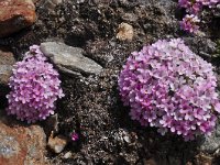 Androsace alpina 22, Saxifraga-Harry Jans