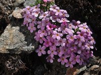 Androsace alpina 26, Saxifraga-Harry Jans