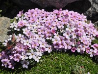 Androsace alpina 27, Saxifraga-Harry Jans