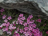 Androsace alpina 29, Saxifraga-Harry Jans