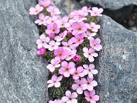 Androsace alpina 30, Saxifraga-Harry Jans