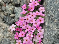 Androsace alpina 33, Saxifraga-Harry Jans