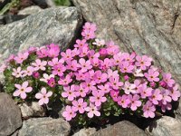 Androsace alpina 34, Saxifraga-Harry Jans