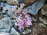 Androsace alpina 35, SaxifragaLuuk Vermeer