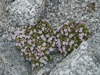 Androsace alpina 36, Saxifraga-Luuk Vermeer