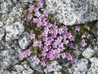 Androsace alpina 37, Saxifraga-Luuk Vermeer