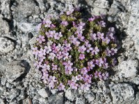 Androsace alpina 38, Saxifraga-Luuk Vermeer