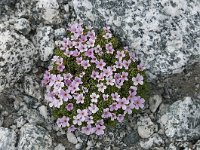 Androsace alpina 41, Saxifraga-Luuk Vermeer