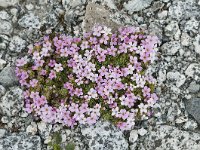 Androsace alpina 45, Saxifraga-Luuk Vermeer