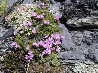 Androsace alpina 46, Saxifraga-Luuk Vermeer