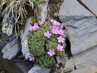 Androsace alpina 47, Saxifraga-Luuk Vermeer