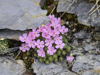 Androsace alpina 50, Saxifraga-Luuk Vermeer