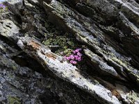 Androsace alpina 56, Saxifraga-Luuk Vermeer