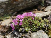 Androsace alpina 57, Saxifraga-Luuk Vermeer