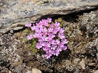 Androsace alpina 58, Saxifraga-Luuk Vermeer