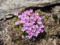 Androsace alpina 59, Saxifraga-Luuk Vermeer