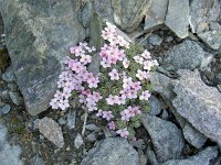 Androsace alpina 61, Saxifraga-Luuk Vermeer