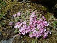 Androsace alpina 62, Saxifraga-Luuk Vermeer