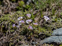 Androsace chamaejasme 14, Saxifraga-Luuk Vermeer