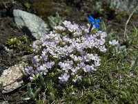 Androsace chamaejasme 15, Saxifraga-Luuk Vermeer