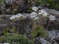 Androsace chamaejasme 16, Saxifraga-Luuk Vermeer