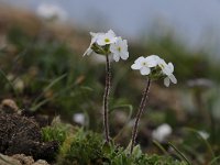 Androsace chamaejasme 18, Saxifraga-Luuk Vermeer