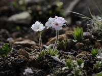 Androsace chamaejasme 21, Saxifraga-Luuk Vermeer