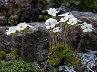 Androsace chamaejasme 8, Saxifraga-Luuk Vermeer