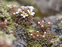 Androsace hausmannii 6, Saxifraga-Luuk Vermeer