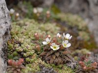 Androsace hausmannii 7, Saxifraga-Luuk Vermeer