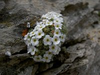 Androsace helvetica 13, Saxifraga-Luuk Vermeer