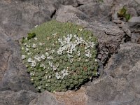 Androsace helvetica 14, Saxifraga-Luuk Vermeer