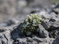 Androsace helvetica 17, Saxifraga-Luuk Vermeer