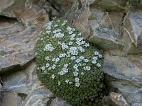 Androsace helvetica 19, Saxifraga-Luuk Vermeer