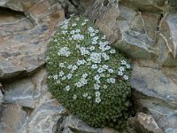 Androsace helvetica 21, Saxifraga-Luuk Vermeer