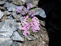 Androsace helvetica 23, Saxifraga-Luuk Vermeer