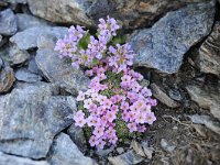 Androsace helvetica 25, Saxifraga-Luuk Vermeer