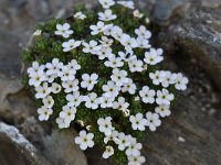 Androsace helvetica 28, Saxifraga-Luuk Vermeer