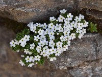 Androsace helvetica 30, Saxifraga-Luuk Vermeer