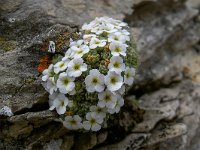 Androsace helvetica 7, Saxifraga-Luuk Vermeer