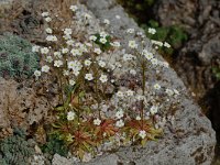 Androsace lactea 4, Saxifraga-Willem van Kruijsbergen