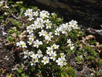 Androsace obtusifolia 12, Saxifraga-Harry Jans