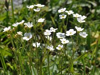 Androsace obtusifolia 13, Saxifraga-Harry Jans